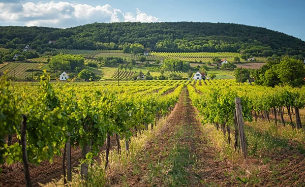 Gün batımında Balaton Gölü 'nde güzel bir üzüm bağı.