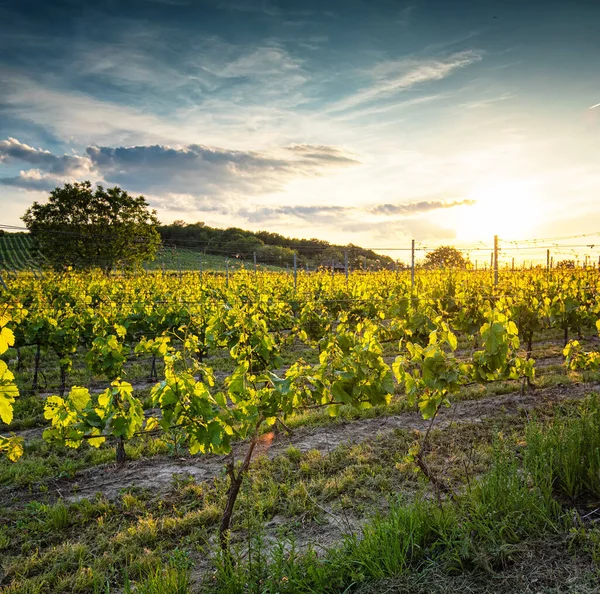 Kebun Anggur Villny Wilayah Hungaria — Stok Foto