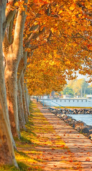 Ścieżka Drzewami Jesienią Mieście — Zdjęcie stockowe