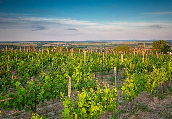 Winnice Regionie Villny Węgry — Zdjęcie stockowe