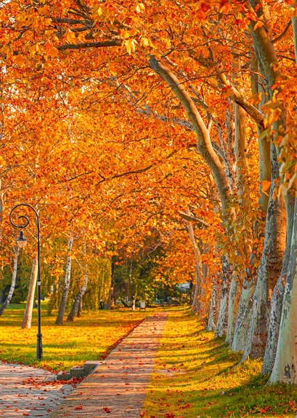 Ścieżka Drzewami Jesienią Mieście — Zdjęcie stockowe