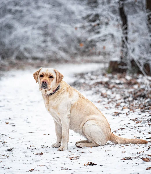 Netter Labrador Hund Winter Wald — Stockfoto