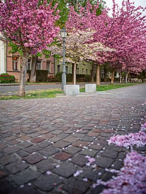 Budapeşte, Arpad Toth Güvertesinde çiçek açan pembe Japon kiraz ağaçları.