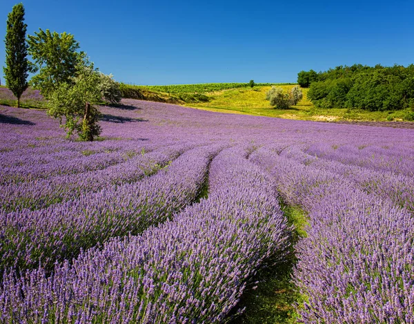 Фиолетовое Лавандовое Поле Венгрии — стоковое фото