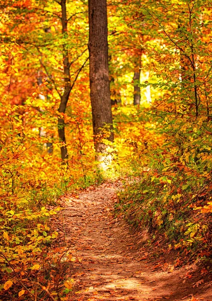 Caminho Floresta Outono — Fotografia de Stock