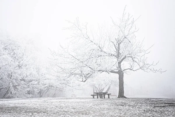 Beau Parc Hiver Avec Chutes Neige — Photo