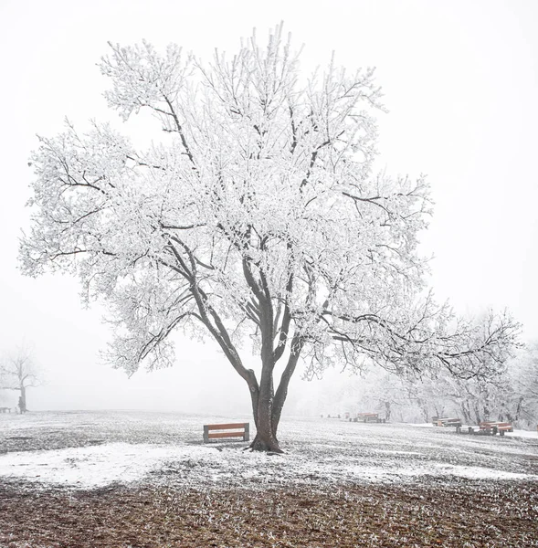 雪の降る冬の素敵な公園 — ストック写真