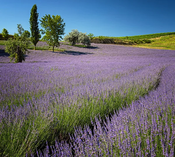 Bel Campo Lavanda Sul Lago Balaton — Foto Stock