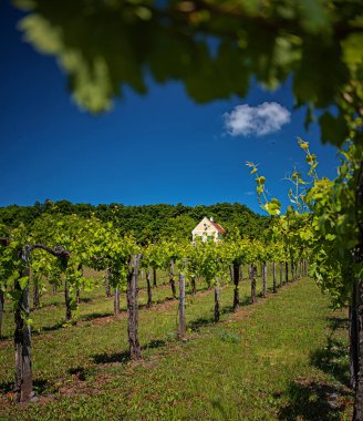 Nice vineyard at lake Balaton, Hungary clipart