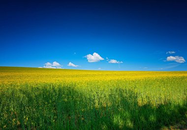 İlkbaharda güzel bir kolza tohumu tarlası