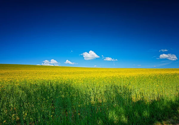 Nice Field Rapeseed Spring — Stock Photo, Image