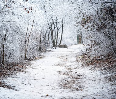 Karla kaplı güzel bir kış sahnesi
