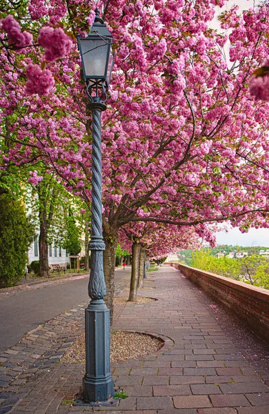 Цветущие Розовые Японские Вишни Набережной Арпад Тот Будапешт — стоковое фото