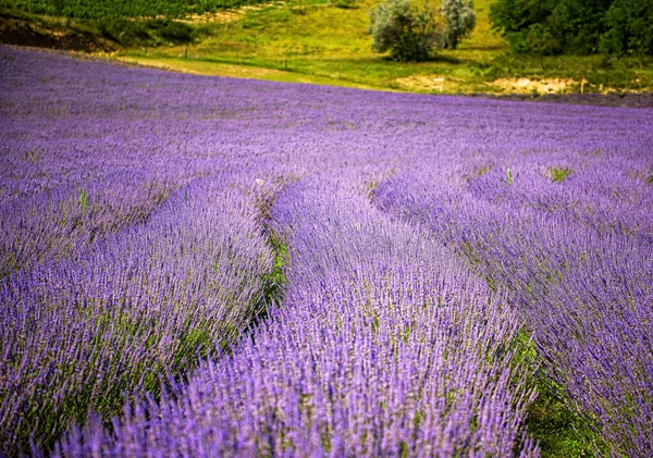 Campo Lavanda Roxa Hungria — Fotografia de Stock