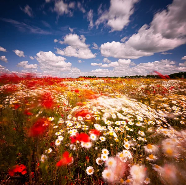 Bonito Campo Primavera Con Flores — Foto de Stock