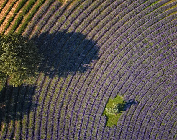 Violettes Lavendelfeld Ungarn — Stockfoto