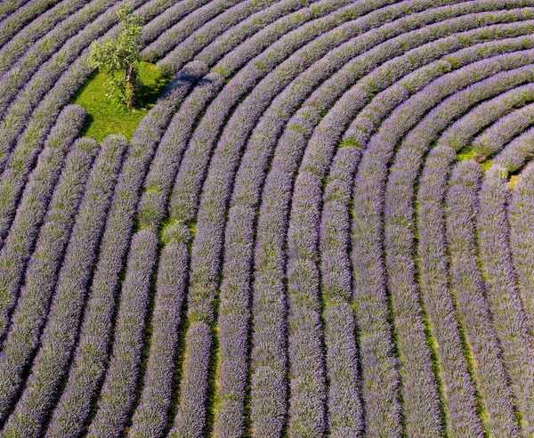 Violettes Lavendelfeld Ungarn — Stockfoto