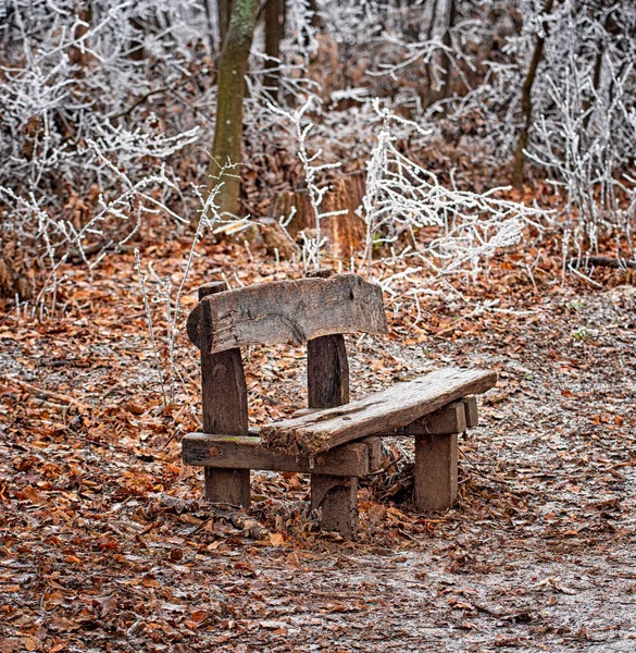 Banco Invierno Bosque — Foto de Stock