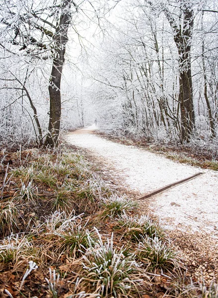 Cena Inverno Agradável Coberta Neve — Fotografia de Stock