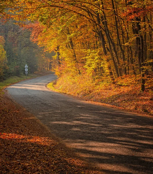 Percorso Nella Foresta Autunno — Foto Stock