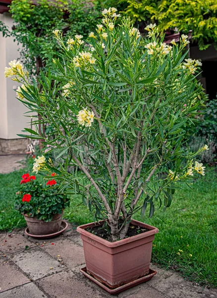 Yazın bahçede güzel zakkum olur.