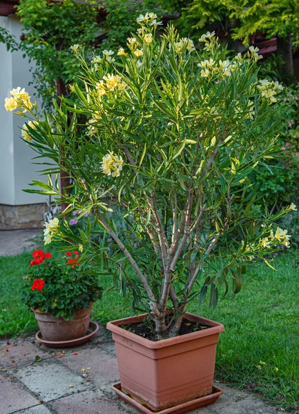 Yazın bahçede güzel zakkum olur.