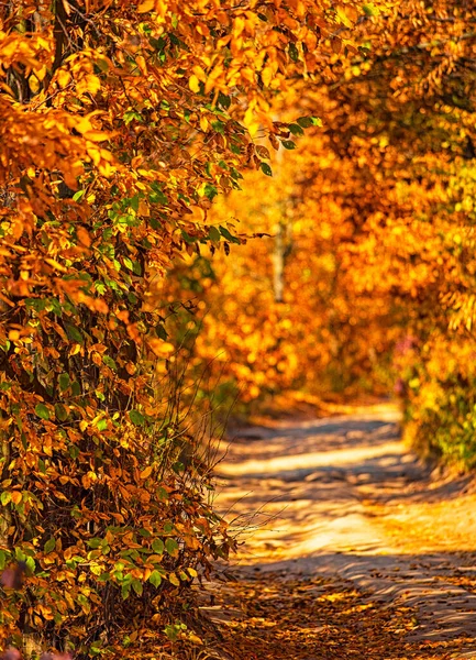秋の森の中の素晴らしい道 — ストック写真