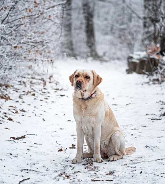 Kışın Ormanda Güzel Labrador Köpeği — Stok fotoğraf