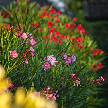 Yazın bahçede güzel zakkumlar.