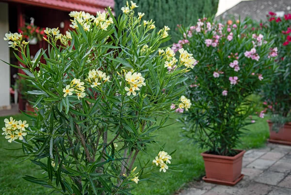 Pěkný Oleander Zahradě Létě — Stock fotografie