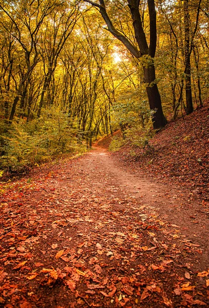 Caminho Floresta Outono — Fotografia de Stock