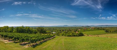 Macaristan, Balaton Gölü 'nde üzüm bağları olan bir panorama.