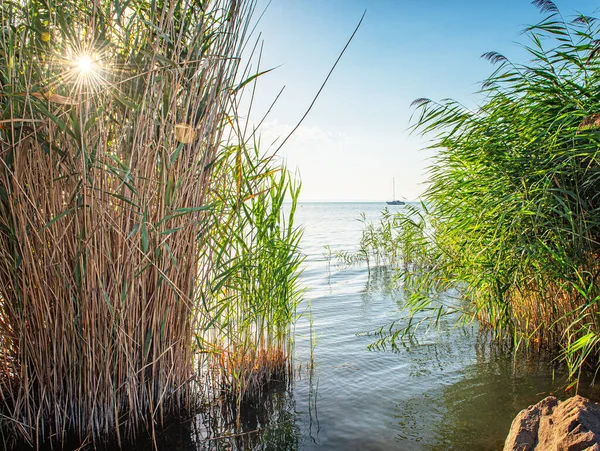 Segelboot Mit Schilf Balaton Ungarn — Stockfoto