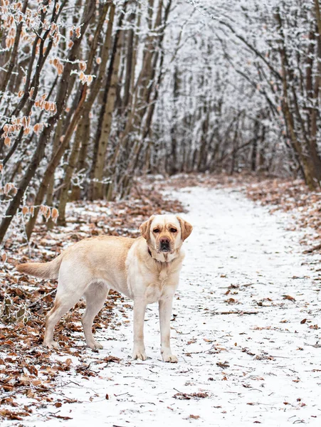 Pěkný Labrador Pes Lese Zimě — Stock fotografie