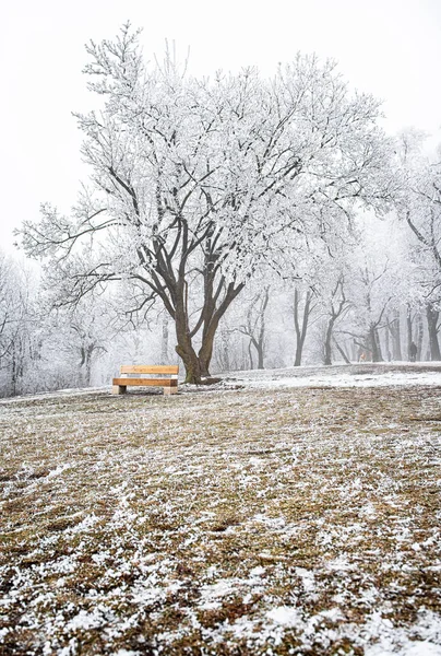 Nice winter scene covered with snow