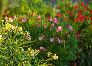 Yazın bahçede güzel zakkumlar.