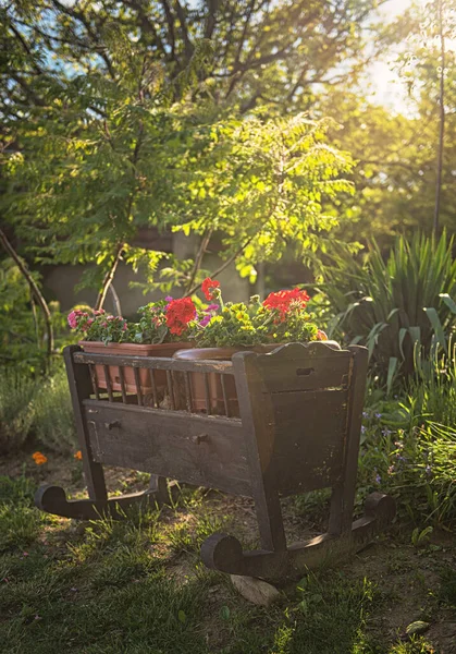 Wooden Cradle Red Geraniums — Stock Photo, Image