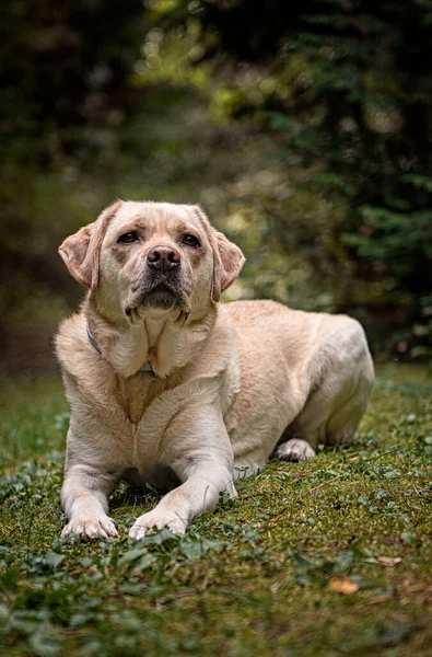 Labrador Hund Skogen — Stockfoto