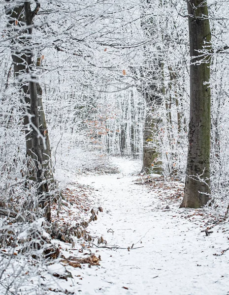 Belle Scène Hiver Couverte Neige — Photo