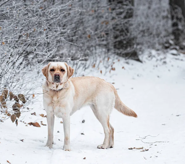 Ładny Pies Labrador Lesie Zimie — Zdjęcie stockowe