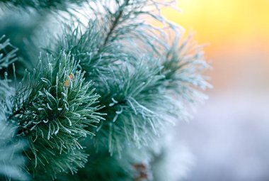 Toprakla kaplı kozalaklı dallar. Kapat..