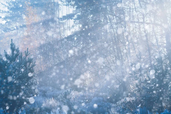 Χειμώνας Δάσος Χιονοπτώσεις Και Παγετός Στα Δέντρα — Φωτογραφία Αρχείου