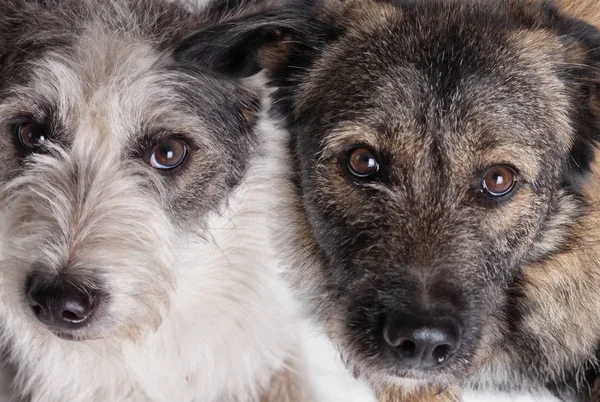 Dois Cães Olhando Para Câmera — Fotografia de Stock