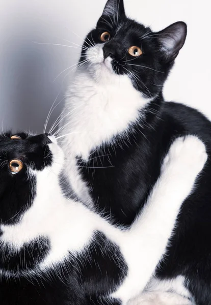 Dwa Cute Baby Kotów Plaing — Zdjęcie stockowe