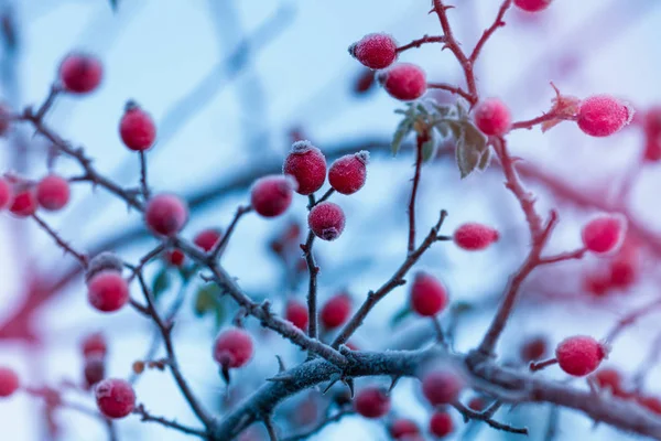 Bagas Vermelhas Aumentar Quadril Inverno Neve — Fotografia de Stock