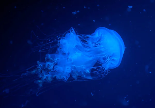 Marine Life Méduses Lagune Tachetée Blanche — Photo