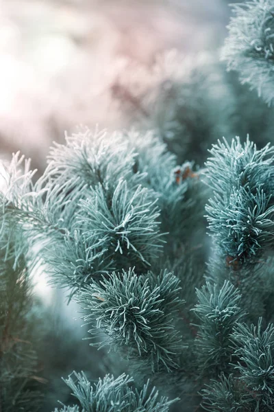 Een Naaldboom Rimboe Sneeuw — Stockfoto