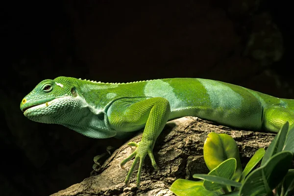 Small Green Dragon Lizard — Stock Photo, Image