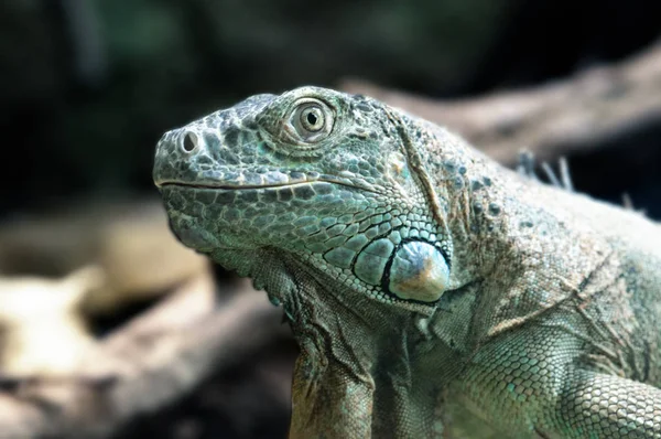 Close Large Iguana — Stock Photo, Image