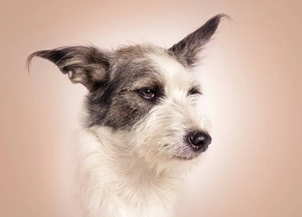 Cão Engraçado Animais Domésticos Dentro Casa — Fotografia de Stock